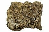 Fossil Tyrannosaur (T rex) Vertebra Section - Wyoming #350468-1